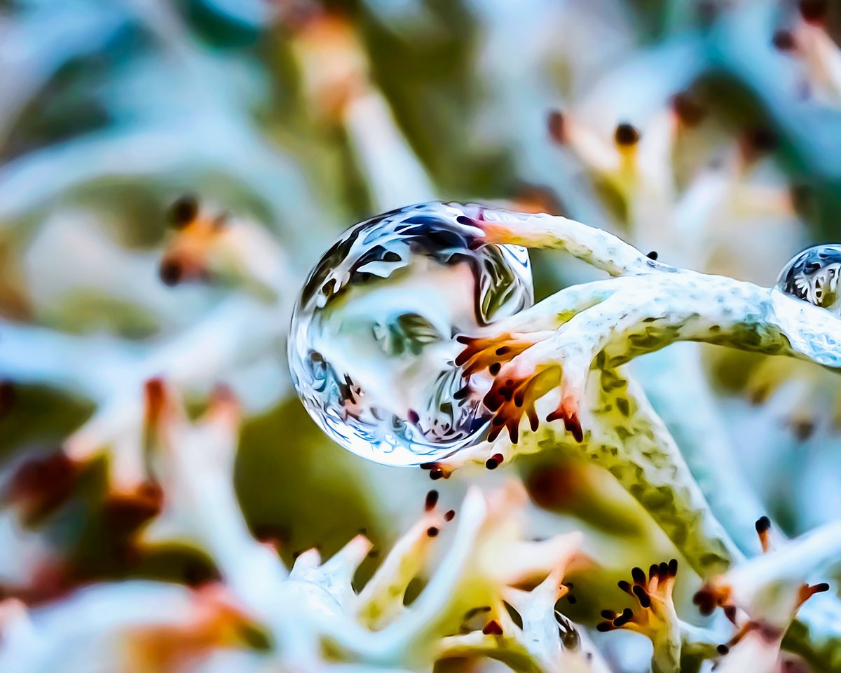 Inside the drop - macro photo of a drop in lichens, limited edition print by Inna Etuvgi