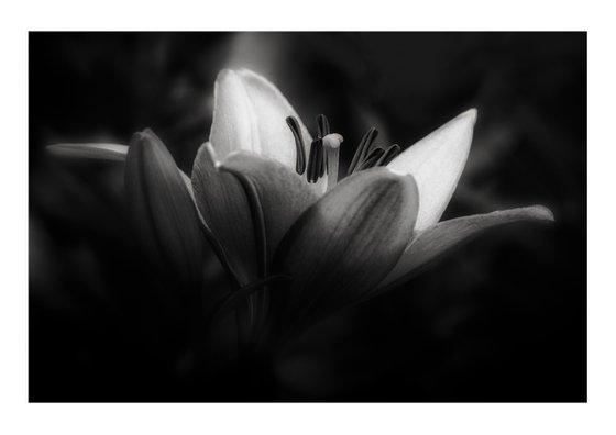 Lily Blooms Number 1 - 15x10 inch Fine Art Photography Limited Edition #1/25