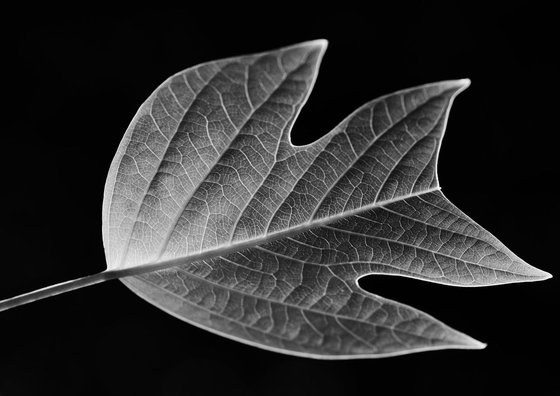 Leaf Veins VIII [Framed; also available unframed]