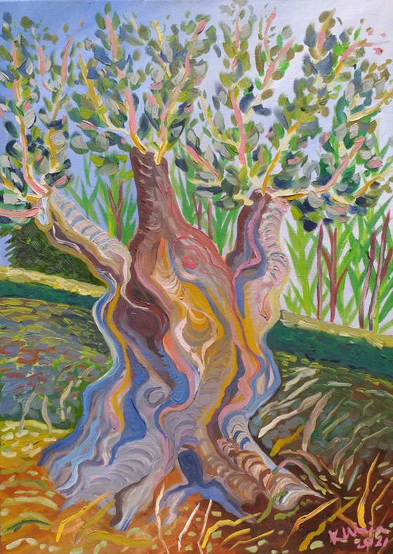 Olive tree SOLD