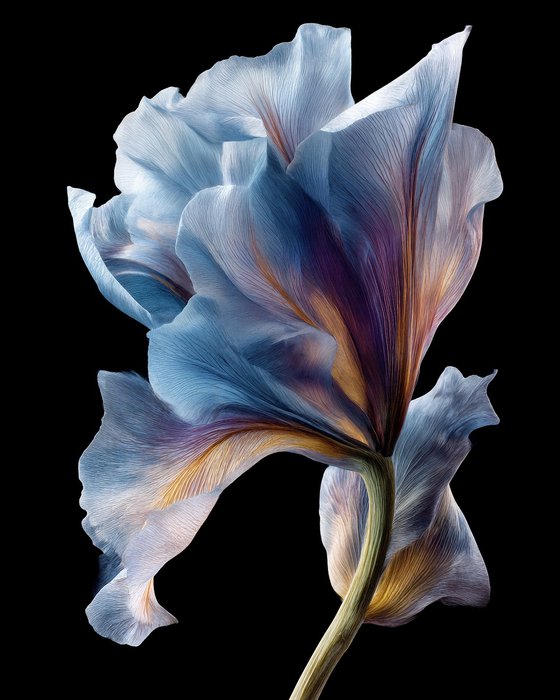 Botanical Grace 7