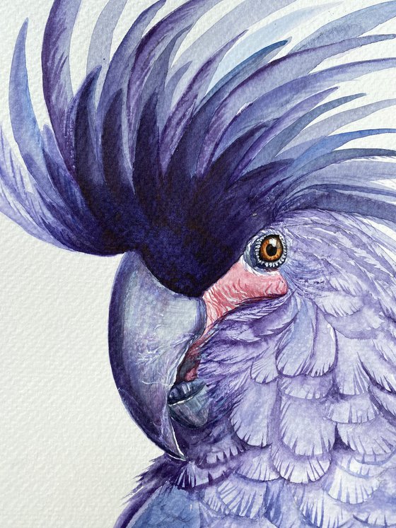 Black palm cockatoo, A Playful Glimpse of Nature in Watercolour