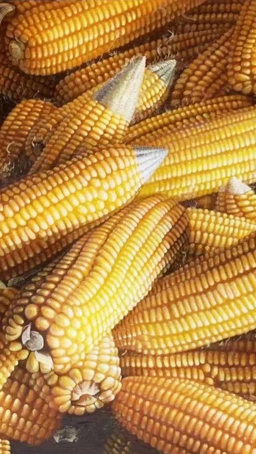 Still life:Corns by Kunlong Wang