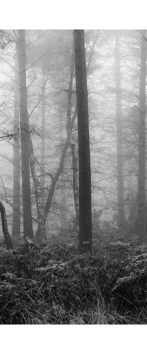 New Forest 2011-XVII by David Baker