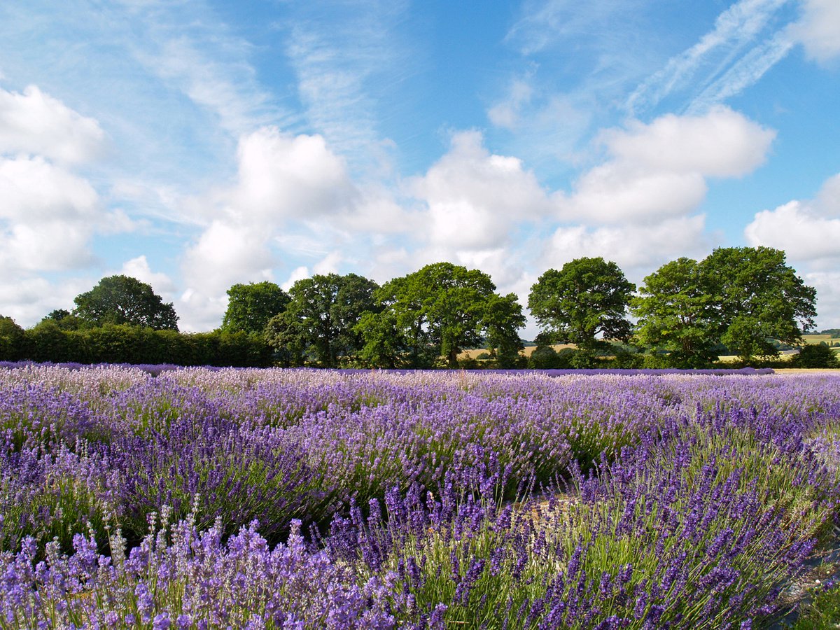 Hampshire Lavender Fields 3 by Alex Cassels