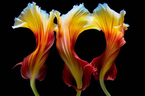 Lily 3 by MICHAEL FILONOW