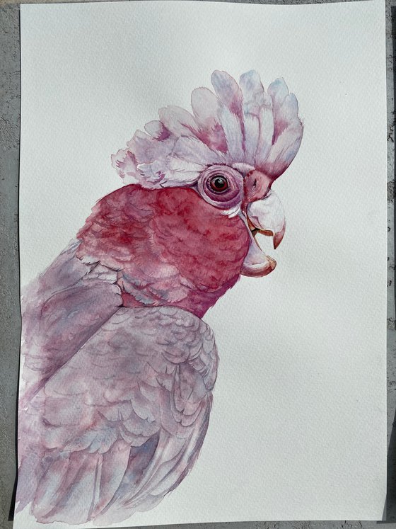 Portrait of Pink Galah Cockatoo in Sunlight