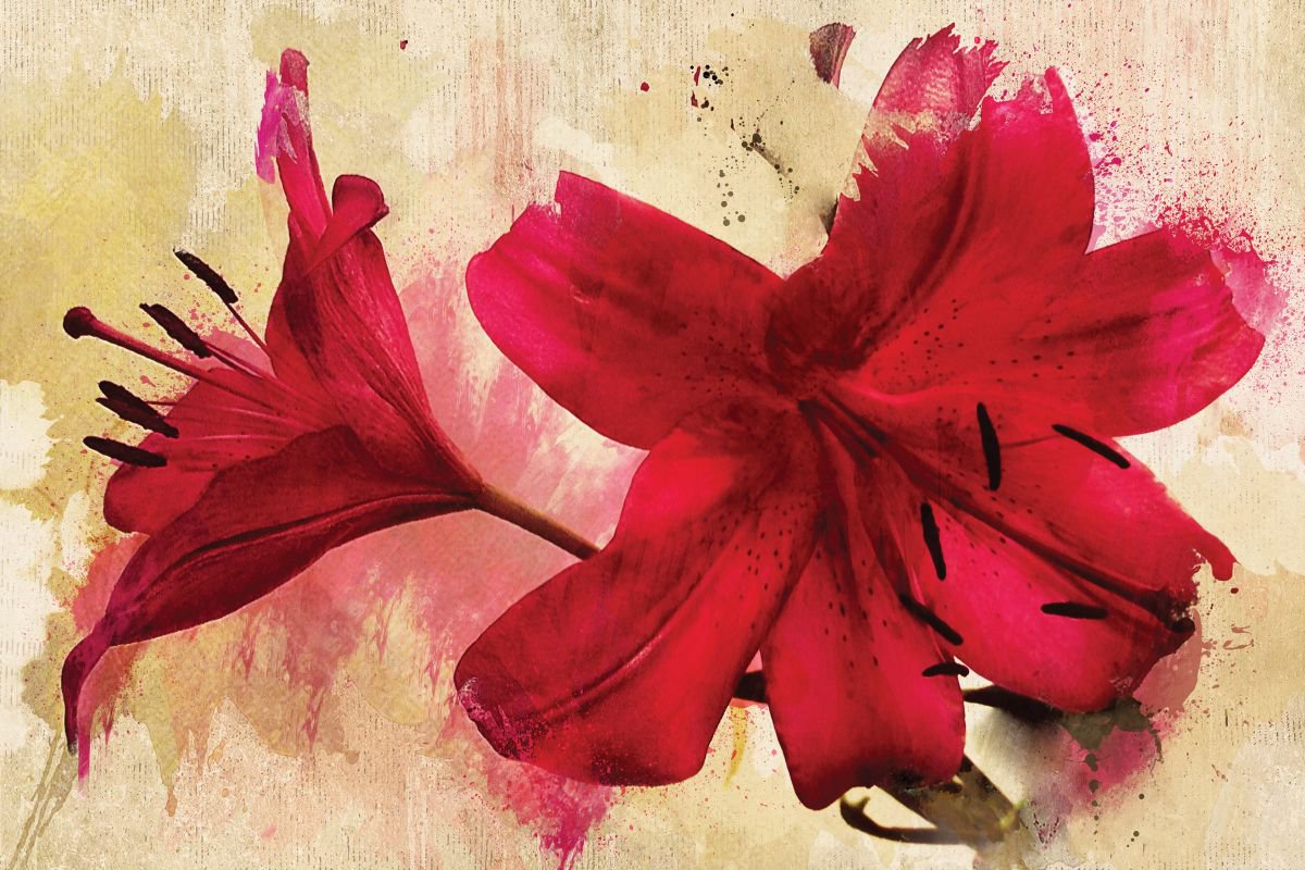 Scarlet Lily by Julia Gogol