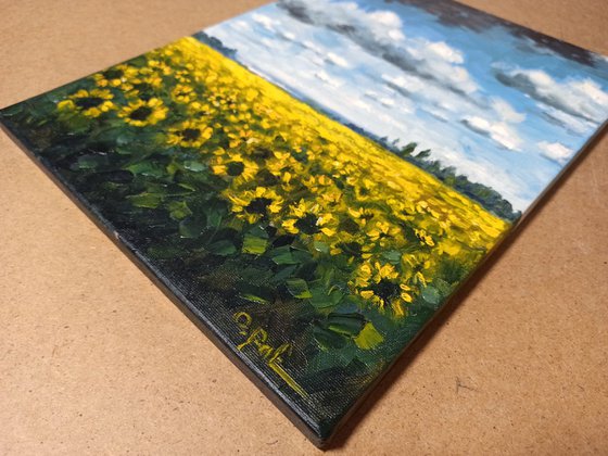 Sunflower field