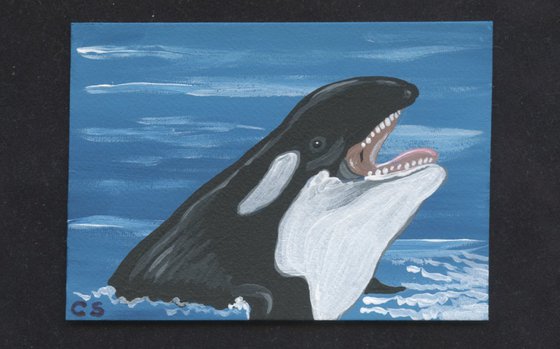 ACEO ATC Original Miniature Painting Orca Killer Whale Ocean Wildlife  Art-Carla Smale