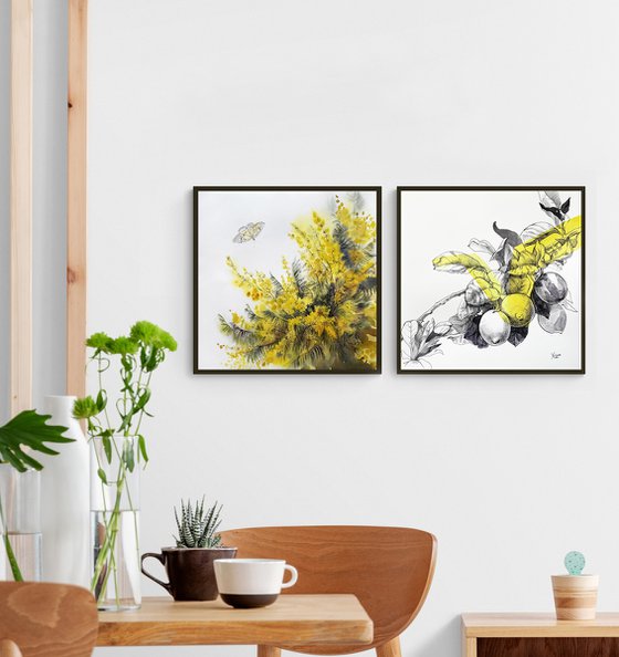 Mimosa branches
