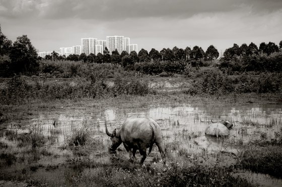 Urban Water Buffalo II