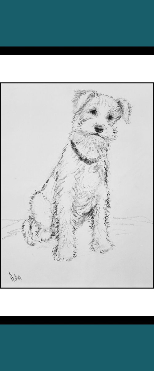 Wire fox Terrier Pet Dog by Asha Shenoy