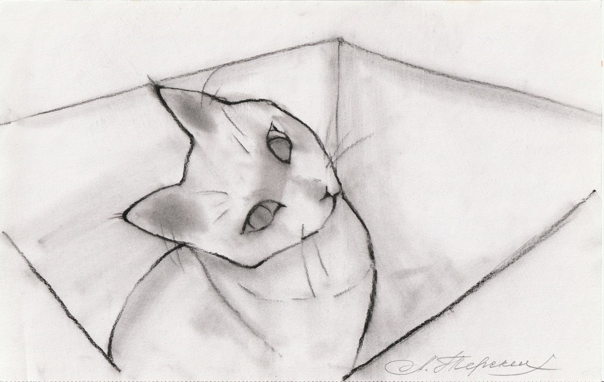 Animal Charcoal Drawing By Anastasia Terskih, 12 X 7, Cat In Box, Original Artwork