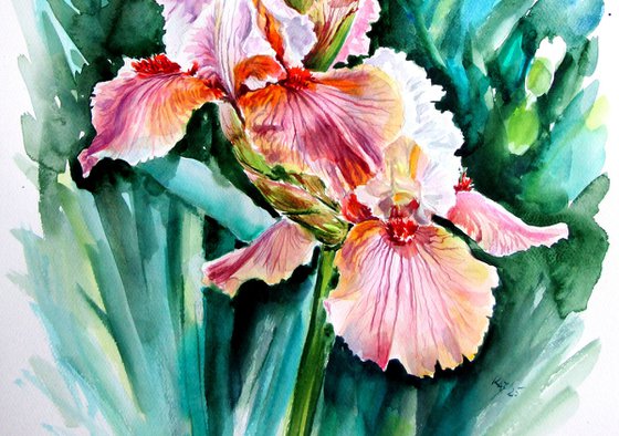 Iris II