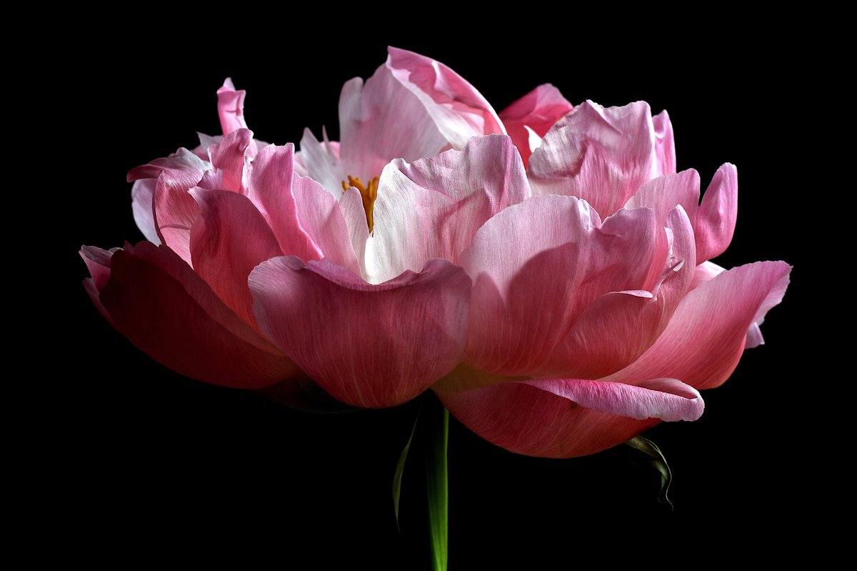 Botanical Photograph By Nadia Culph, 35 X 24", Peony In Pink, Original Artwork