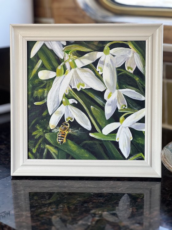 Snowdrops and Bee