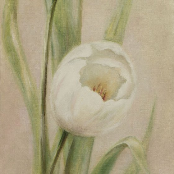 White Tulips Trio