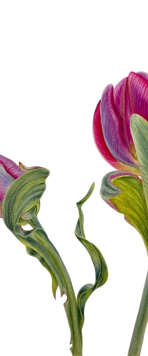 Two tulips by Tina Shyfruk