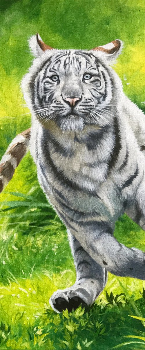 Tiger cub by Kakajan Charyyev