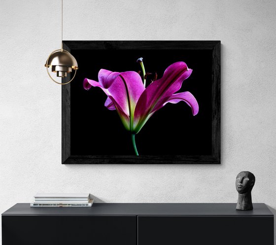 Pink Oriental Trumpet Lily
