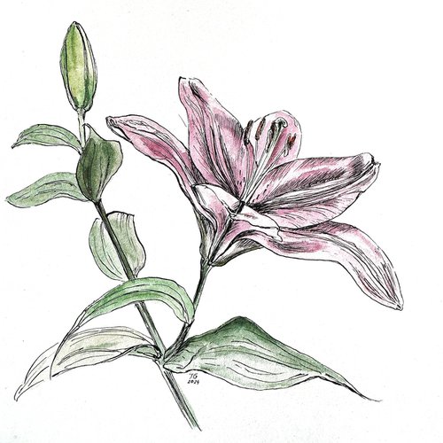 Lily flower by Julia Gorislavska