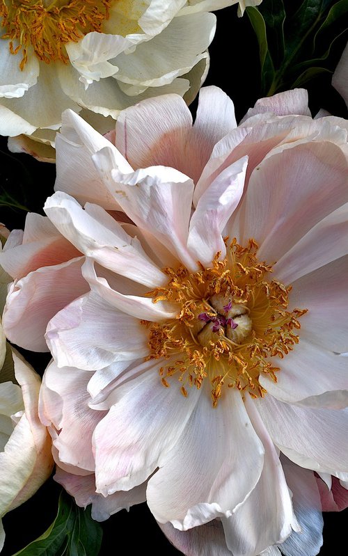 Pink and White Peonies by Nadia Culph