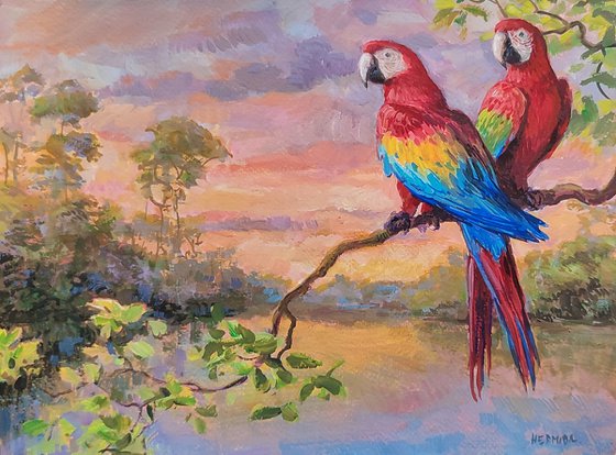 Macaws