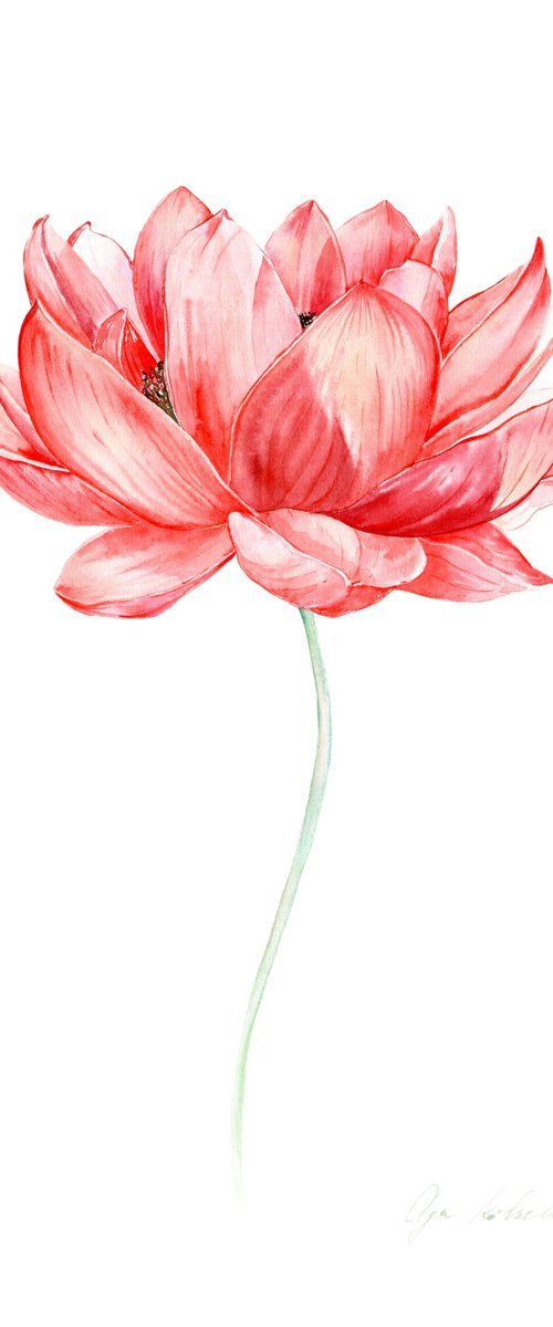 Red Lotus by Olga Koelsch