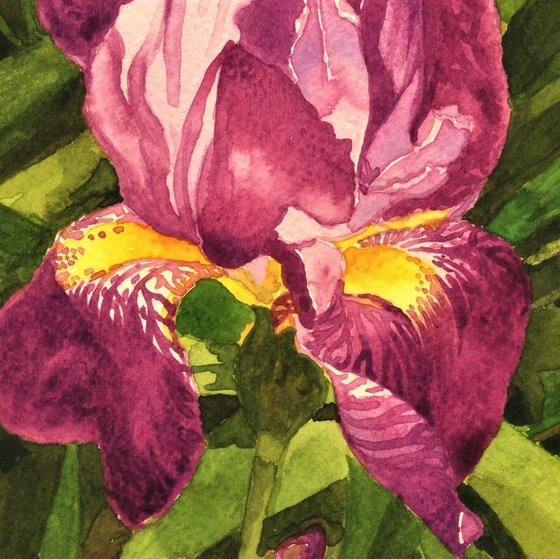 IRIS