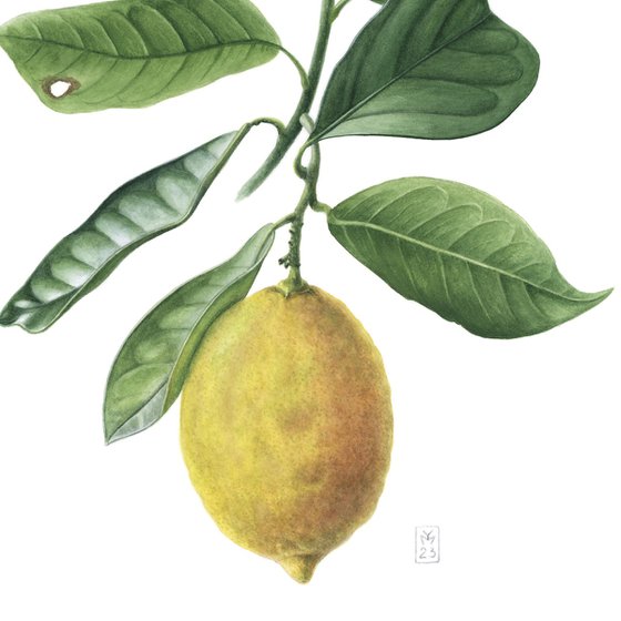Lemon Branch