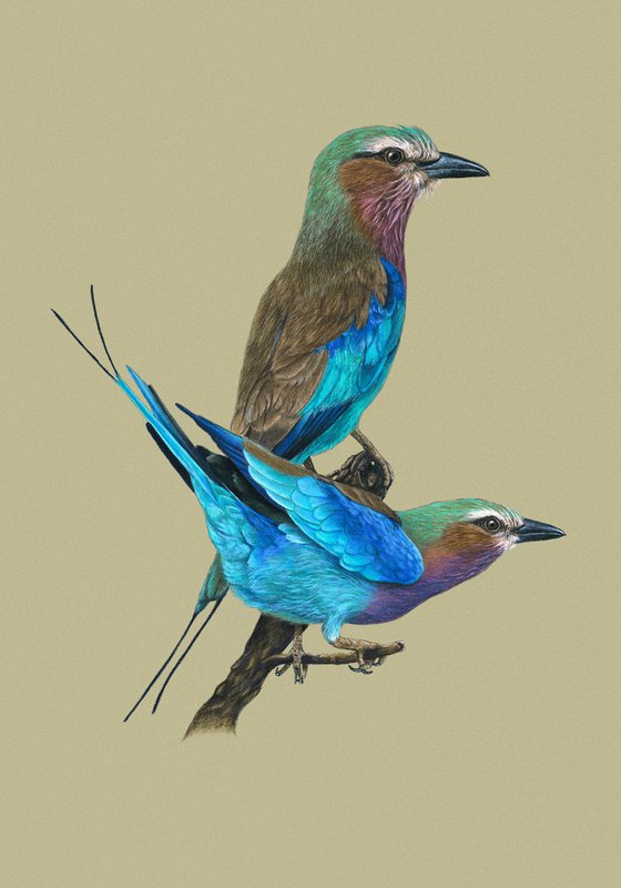 Original pastel drawing bird "Lilac-breasted rollers"