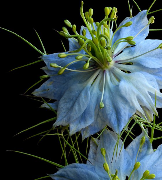 Nigella Damascena Blue