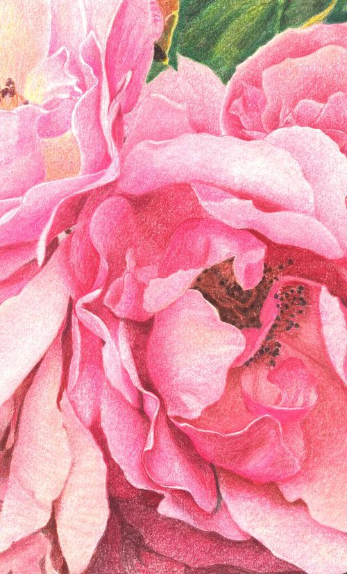 ROSES ROSES by Nives Palmić