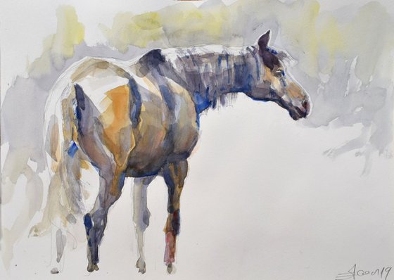 Horse study 8