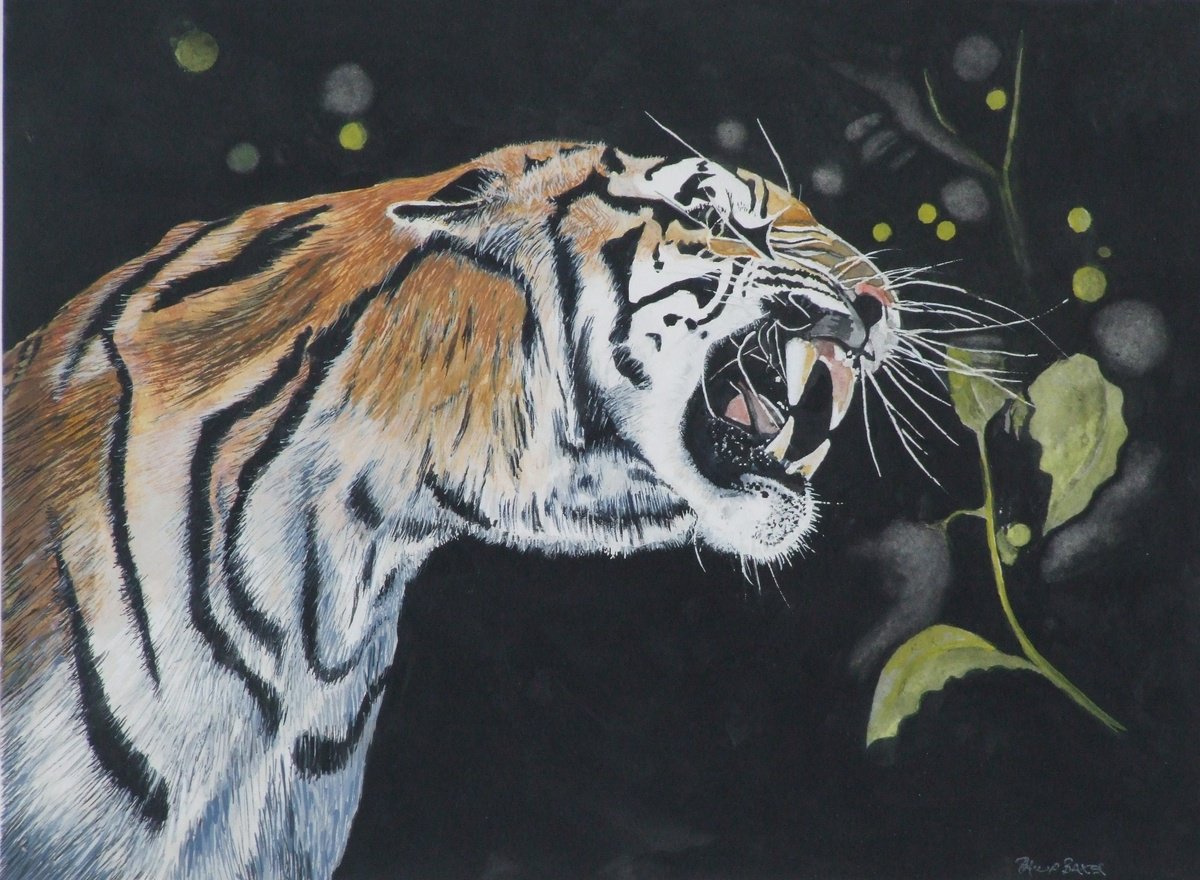 Snarling Tigeress by Philip Baker