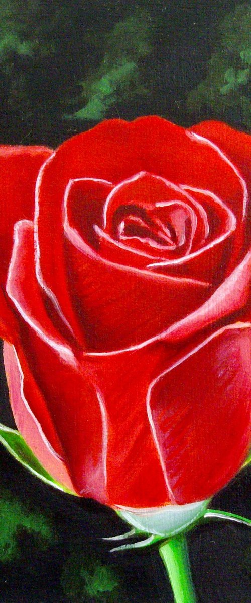 Valentine rose by Jean-Pierre Walter