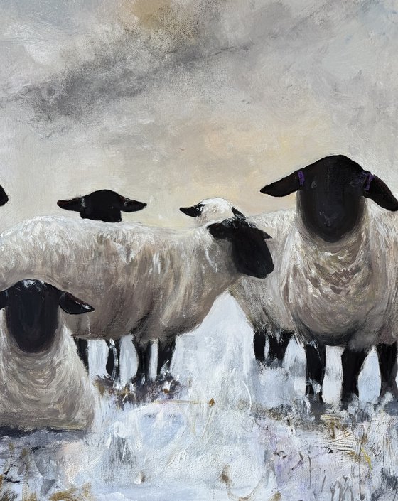 Black Face Sheep Winter