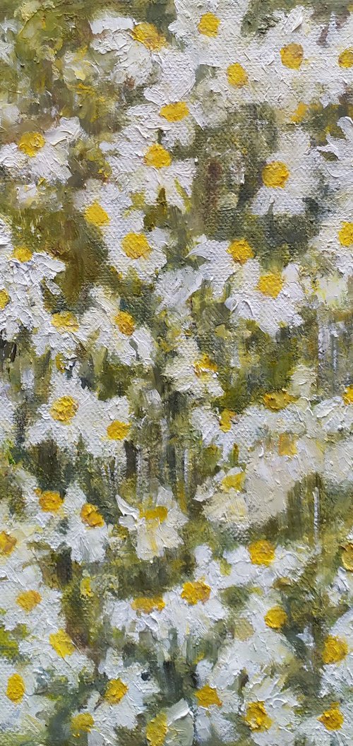 Field with daisies in bloom by Maria Karalyos