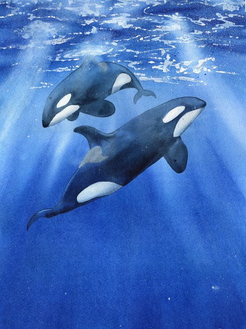 Two killer whales underwater. Original artwork. by Evgeniya Mokeeva