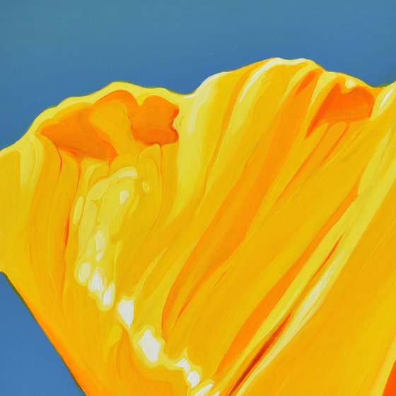 Californian Poppy and Wind #6