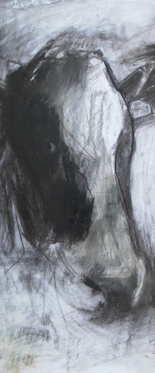 Cow Drawing III by Ben McLeod