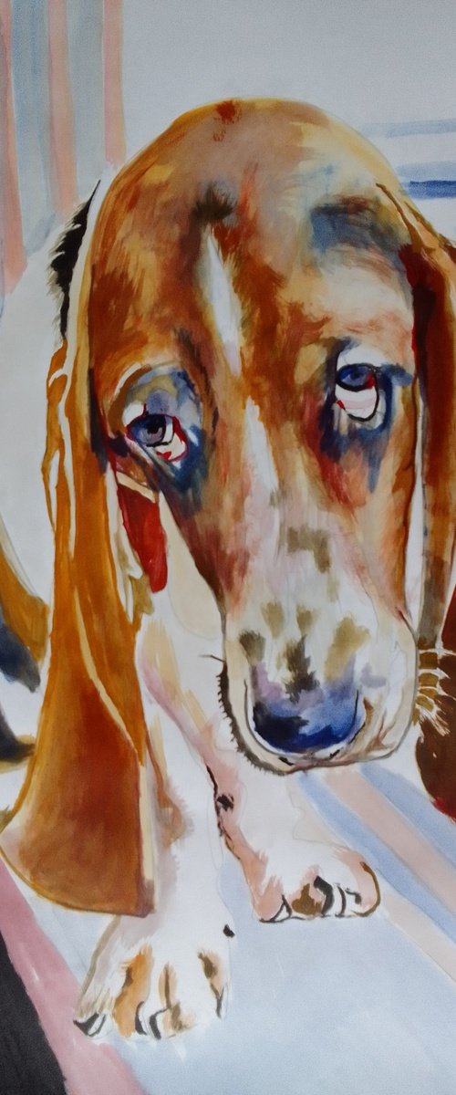 Bassethound by Soso Kumsiashvili