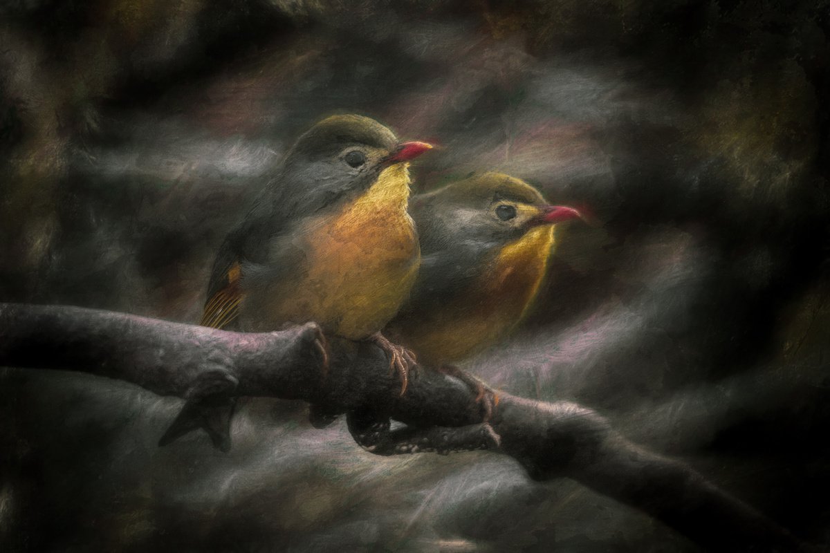 Impressionistic Animal Photograph By Paul Nash, 24 X 16", Exotic Robins Textured, Original Artwork