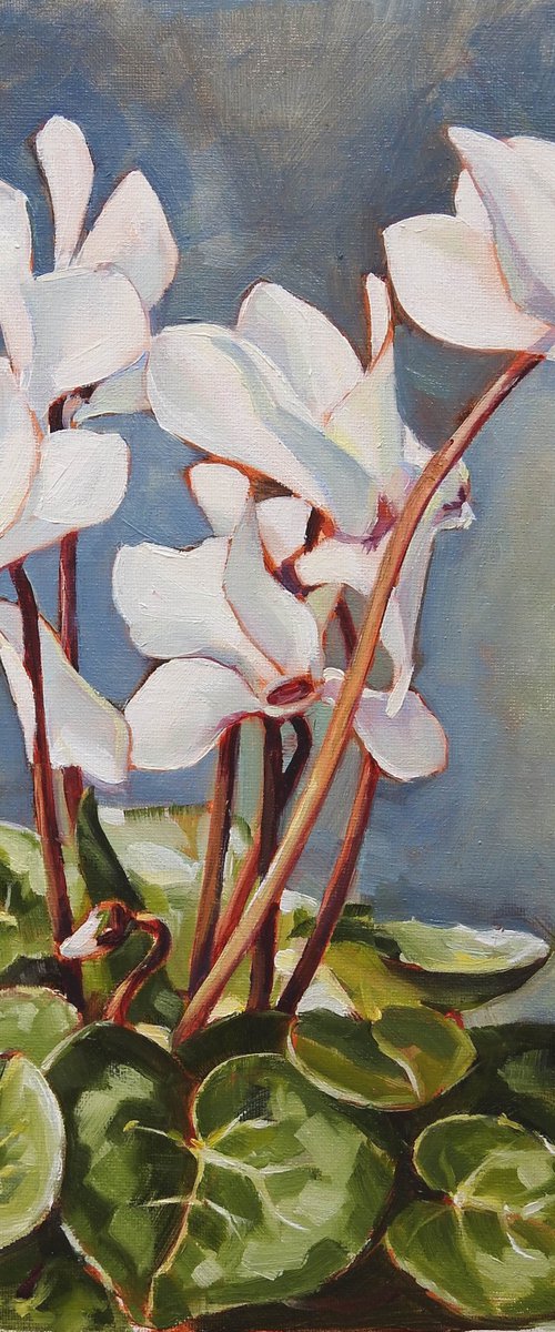 White cyclamen by Irina Ushakova