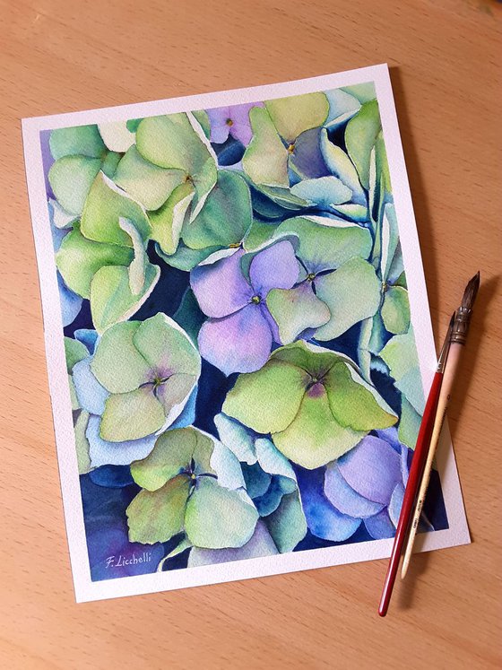 Hydrangea n.3