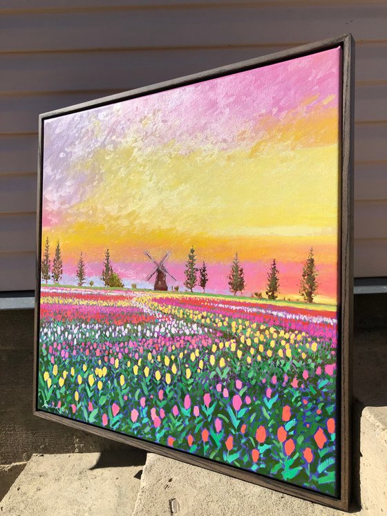 Sunset over tulips field