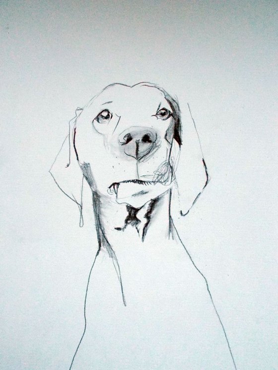 VIZSLA LOVE portrait