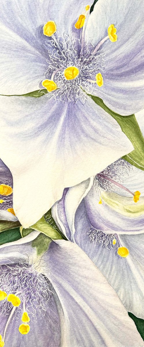 Tradescantia ohiensis by Tetiana Kovalova