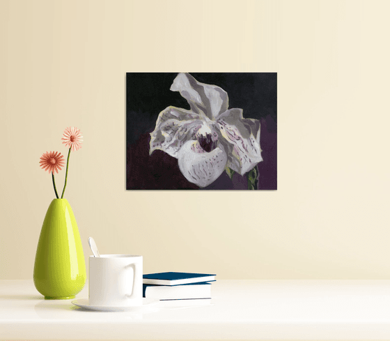 white ladyslipper orchid